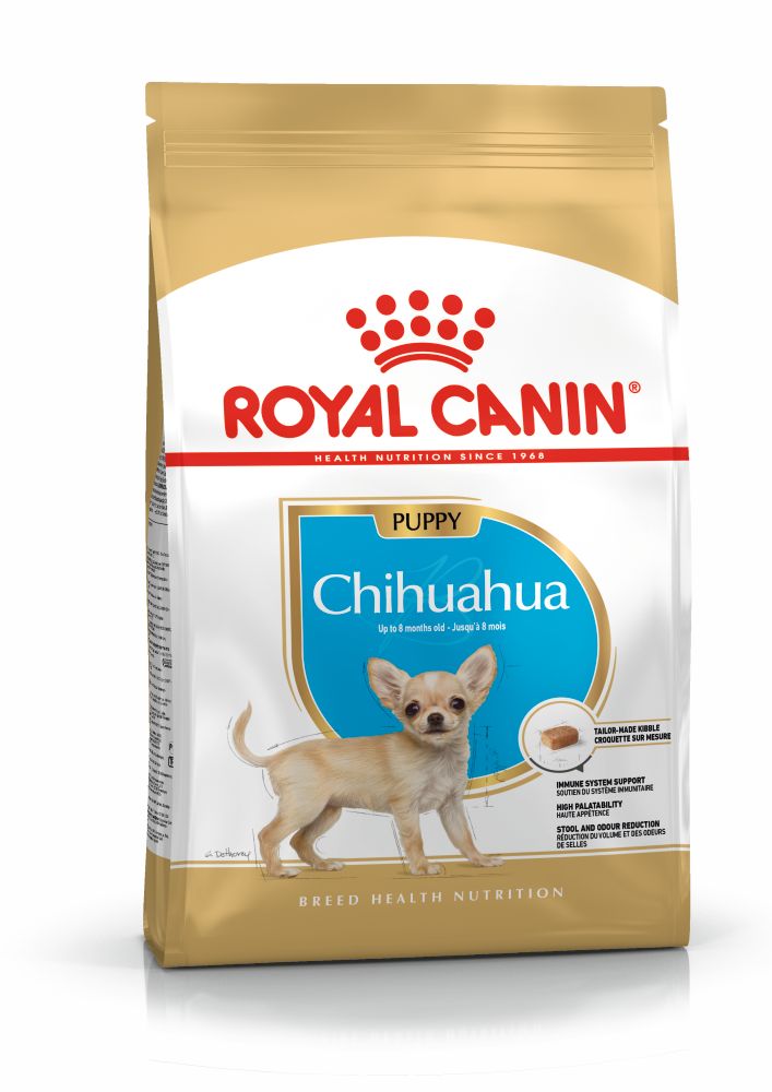 BHN Chihuahua Puppy 500Gs